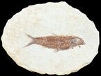 Knightia Fossil Fish - Wyoming #60877-1